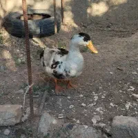 اوردک