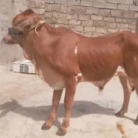 گوساله نر بهترین نژاد