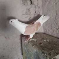 کبوتر