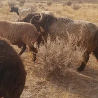 قوچ.|حیوانات مزرعه|جهرم, |دیوار
