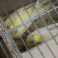 عروس هلندی جفت مولد ارمنی