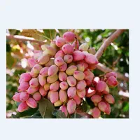 پیوند جزئی پسته