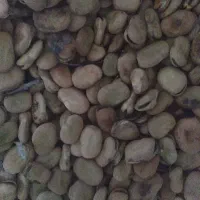 باقلا درجه ۱