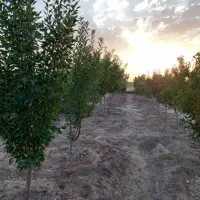 باغ ،در مزرعه شهدا،