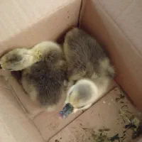 بچه قو غاز ۳روزه