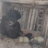 مرغ گلین و جوجه