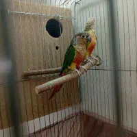 عروس هلندی گرینچیک مرغ عشق ملنگو برزیلی راهب