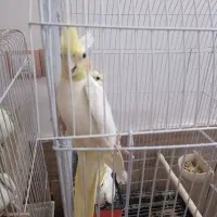 عروس هلندی