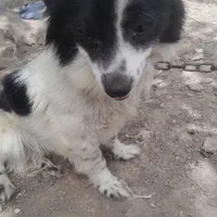 دوعددسگ