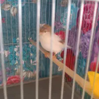قناری گلاستر سهره فنج