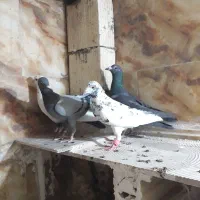 چهارتا صید قلدر سار چتن زاغ و سبز