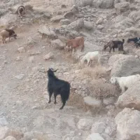 بز و میش