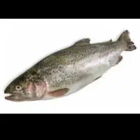 ماهی قزل الا