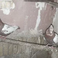 یک جفت سینه زرد نر و ماده