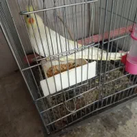 سلامل یدونه جوجه عروس یدونه ماده مست