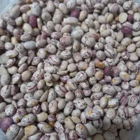 لوبیا چیتی
