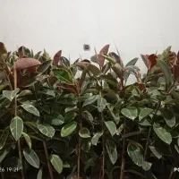 با پول یک فیکوس صاحب 4تا فیکوس شو