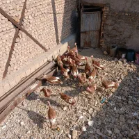 بوقلمون محلی
