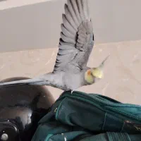 عروس هلندی فوق العاده سخنگو