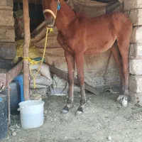 کره اسب ماده