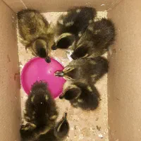 جوجه اردک پروازی (کوچصفهان)