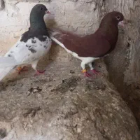 دو عدد کبوتر جفت خوشرنگ