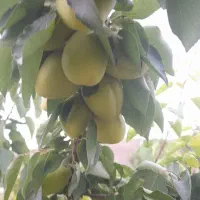 باغ مثمر