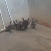 جوجه سالم سالم