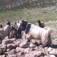 دوبراخته‌نمونه‌جوان‌شرطی‌همچه‌تموم