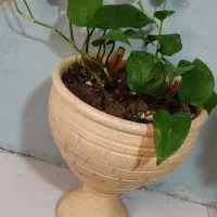گلدان و گیاه