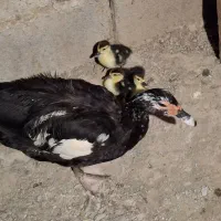 جوجه اردک اسرائیلی