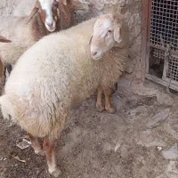 فروش بره نر همو