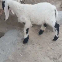 بره مری گوسفند