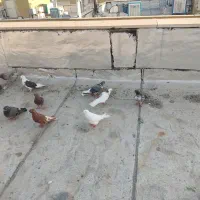 کبوترخوب