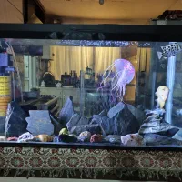 ماهی گوشتخوار و اکواریوم بزرگ