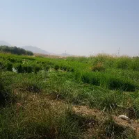 نیرو برای کار برنج کاری (تولکی)