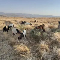 بزهای نژدی با کهره نژاد دار با سقلوزایده