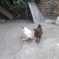 خروس برهما