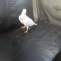 مرغ عشق و فنچ کفتر سار ماده