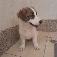 سگ نر 2 ماهه به نام کوکو