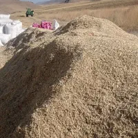 فروش کاه نخود وعدس قاطی وکاه نخودقرمز