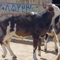 ۴راس گوساله نژادی درجه ۱مخصوص پرواری