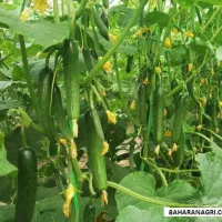 استخدام اتباع در گلخانه