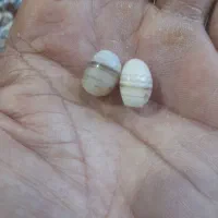 مهره سلیمانی اصل