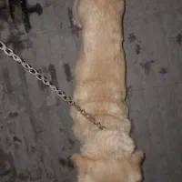 سگ اشپیتز