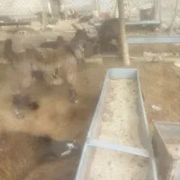 دوبری،بزغاله،بر،کره دوبری،پنج ماهه