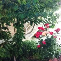 خرید-فوری-باغ-ویلا-زمین-مزروعی-ومسکونی-برای-شما