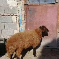 سلاخی گوسفند