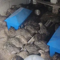 بلدرچین نر و ماده تخم گذار و گوشتی