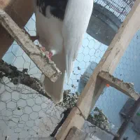 تعدادی رنگی نرو ماده قاطی جفت یک ونیم طوقی نر۱۴۰۰
